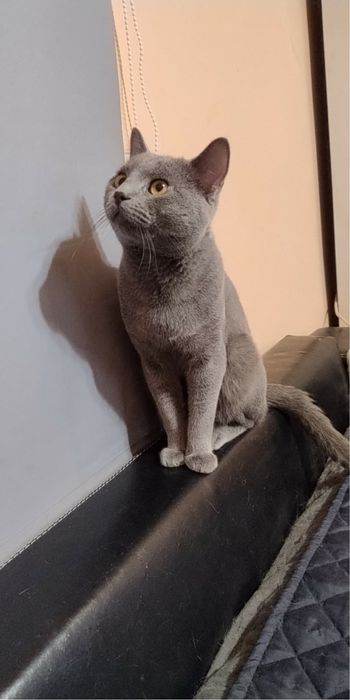Подарявам котенца