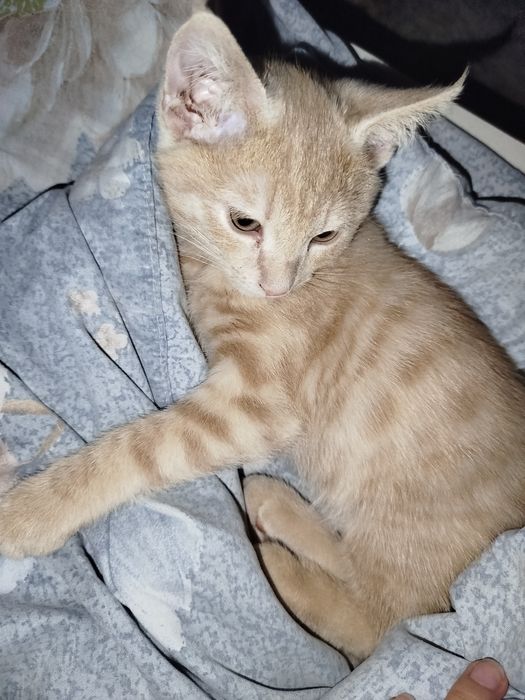 Котёнок ищет добрые руки!