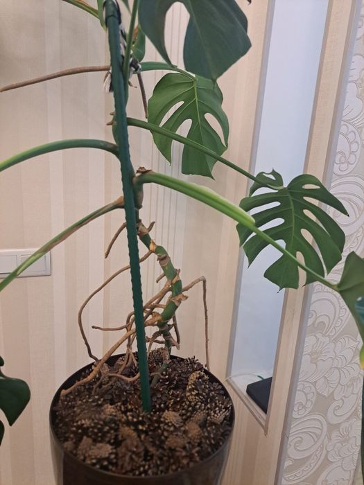 Комнатные цветы Монстерра