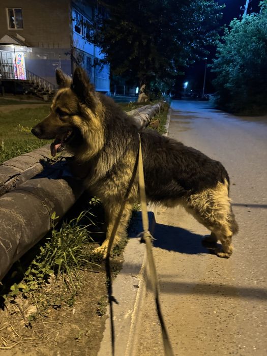 Восточноевропеиская Овчарка на вязку