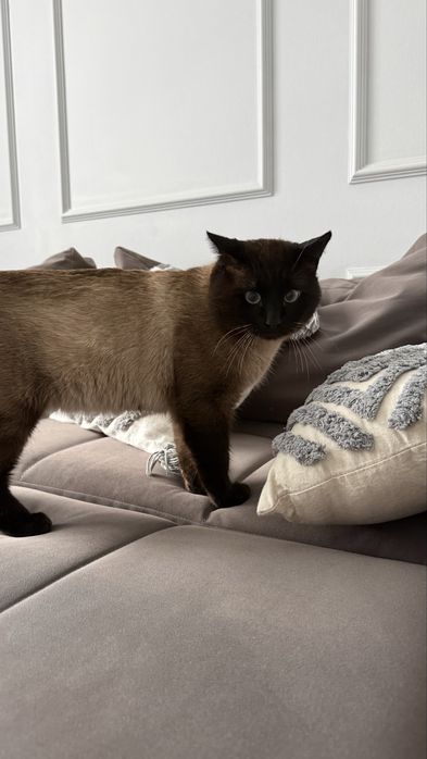 Кот Томпи ищет дом