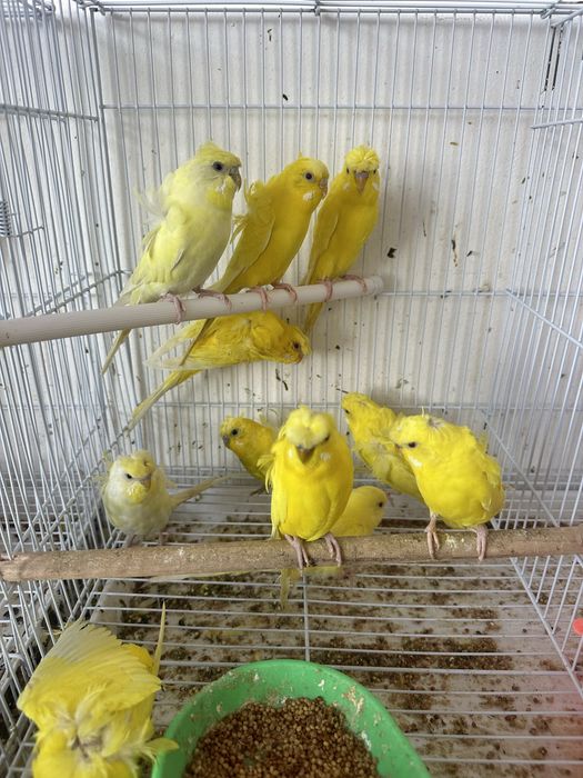 Продам попугая хагоромо птенца