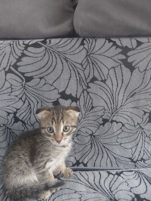 Котята, мальчики