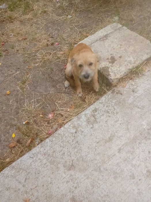 Cățeluș pentru  adopție   pufos