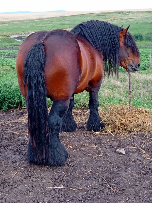 Minza de 1.6 luni de vinzare..