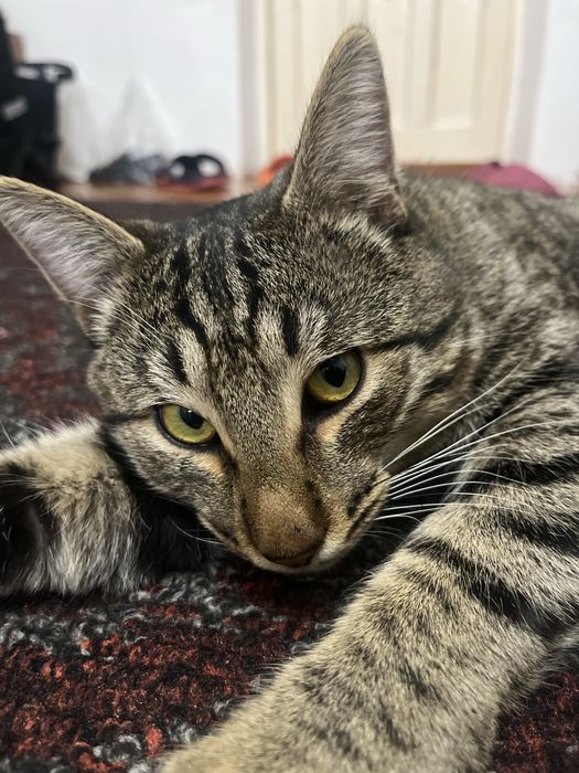 Еркек мысық тегін