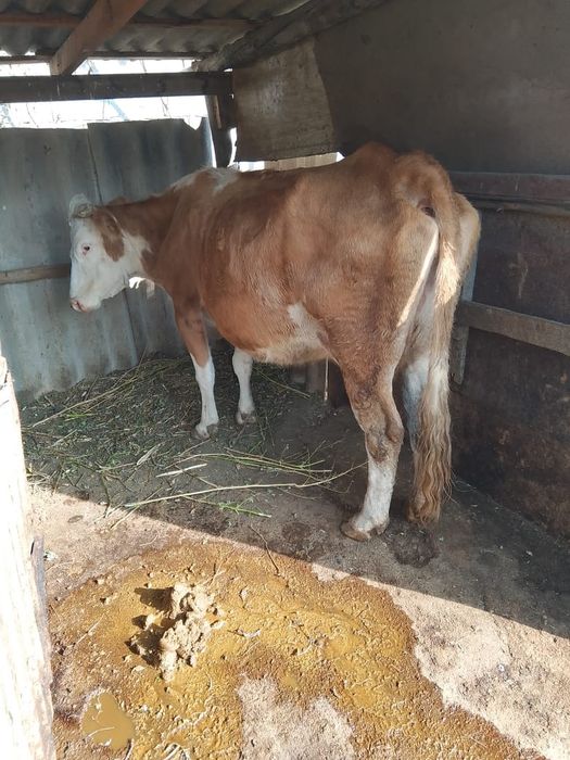 Продам корову узынагаш