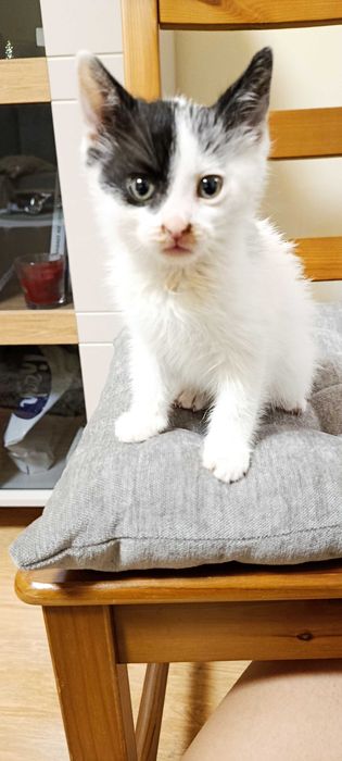 Малко игриво, контактно бебе котенце