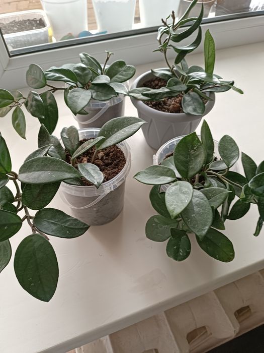 Комнатные растения. Хойя.