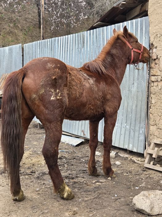 Полу тяж айғыр сатылады