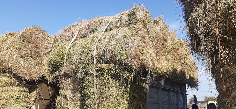 Сено люцерна жоношка урлон жоношка