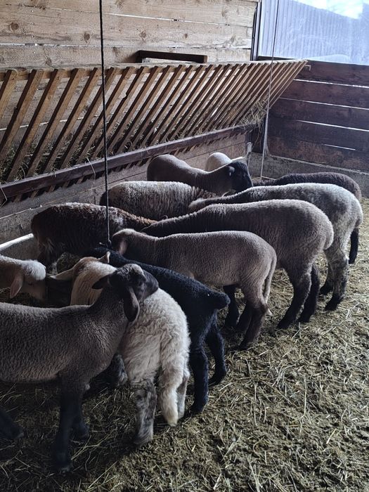 Vând miei pentru Paști