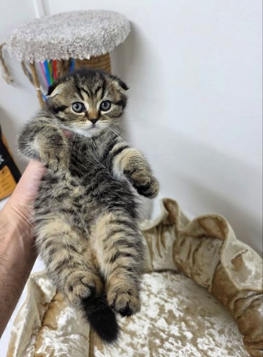 ШотЛанДские КотЯта висЛоуХие