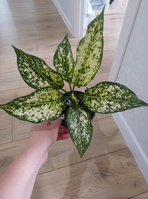 Комнатные цветы  разные