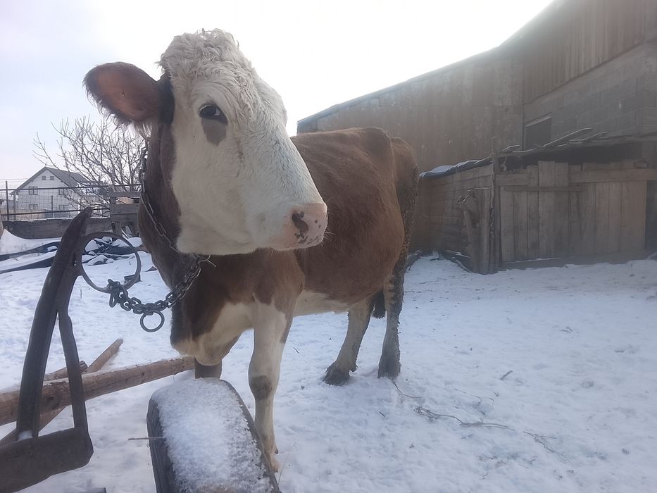 Vnd vaca bălțată pe roșu gestante an 7 lui SI jumătate SI vine cu al 4