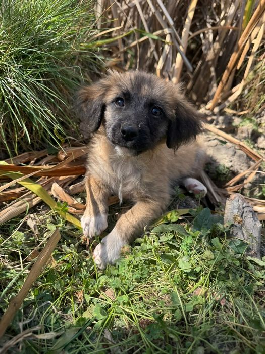 Cățeluși adorabili își caută o familie!