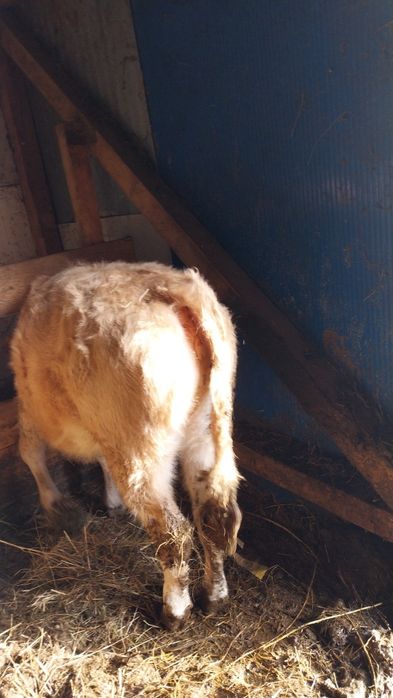 Vând șase viței încărcați