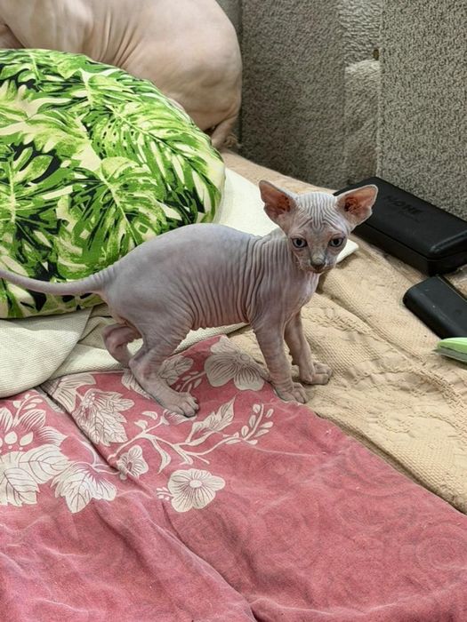 Котики сфинксы редкого окраса
