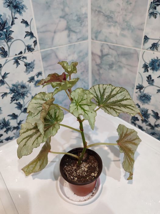 Бегонии разные Кейн