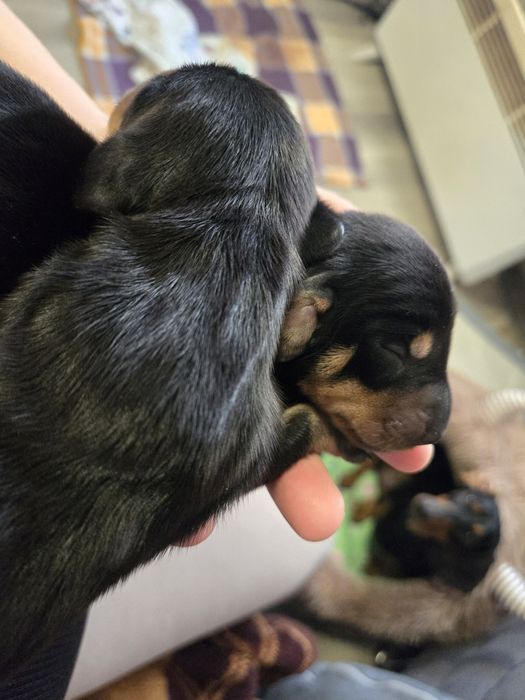 Чистопородные щенки таксы