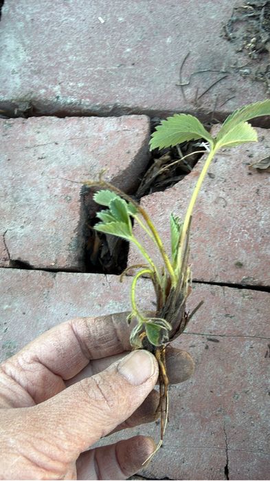 Продам клубнику долгоиграющую