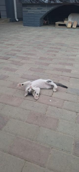Котенок ищет любящую семью