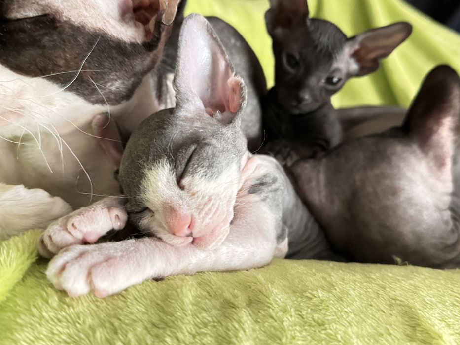 Продаются очаровательные котята донского сфинкса