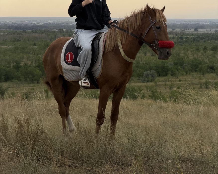 Құнан сатылады.