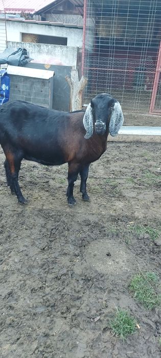 Lapte de capra anglo-nubian