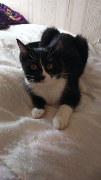 Котята бесплатно даром