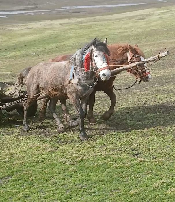 Vând armăsar de 4 ani