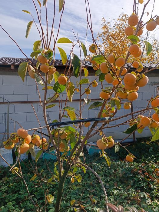 Pomi fructiferi de vânzare.Gyümolcsfa eladó.