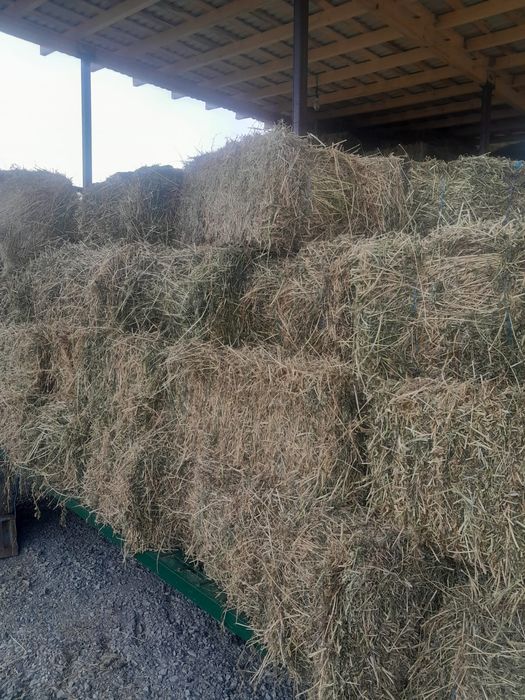 Baloți  lucernă  25 lei coasa a ||