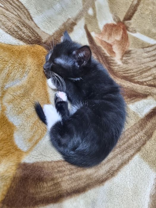 Котёнок в Ответственные и добрейшие руки