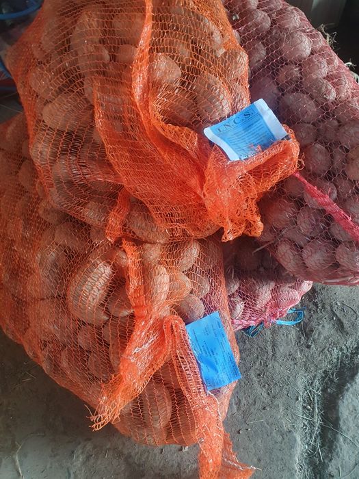 Vând cartofi sămânță