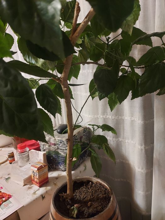 Комнатные растения