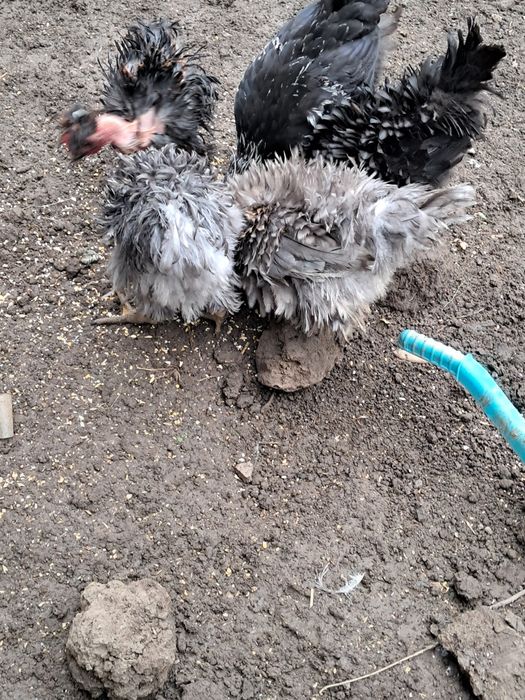 Pui strumski, brahma,motate barboase ,încălțate, frezate