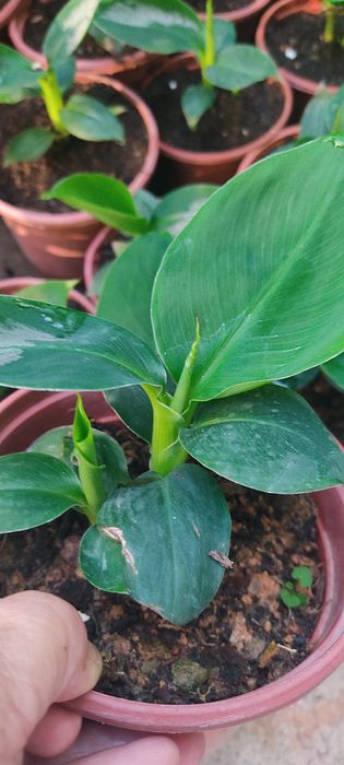 Саженцы сортового банана