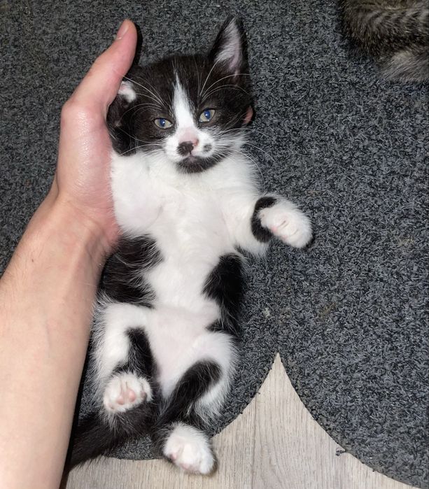 Отдам котят (2мес) ч/б-девочки