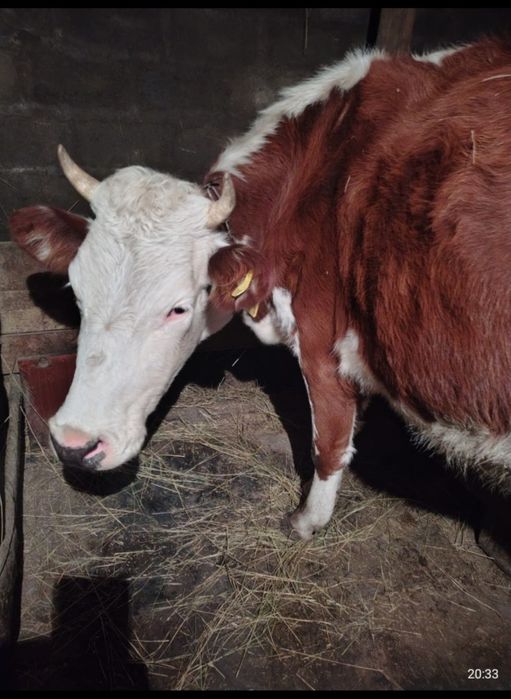 Продам карову молочную