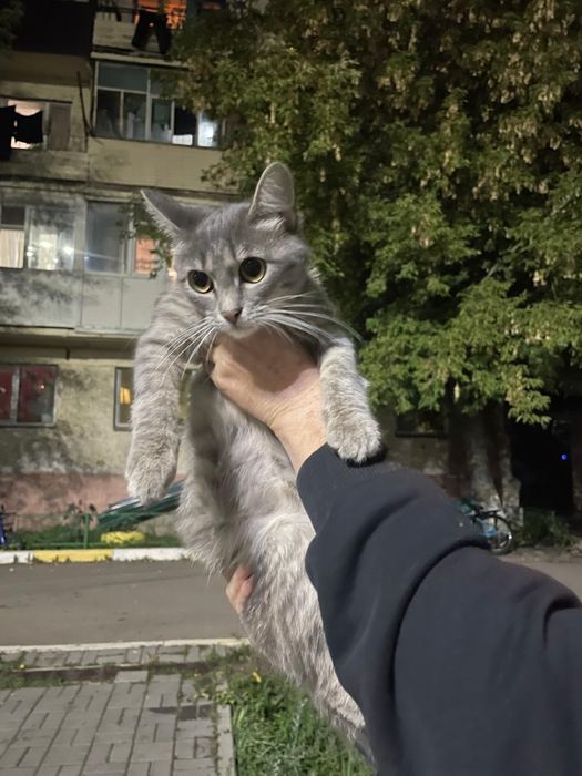 Отдам кошку в добрые руки