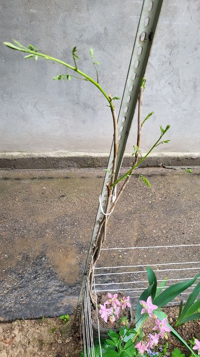 Глициния, укоренённая.