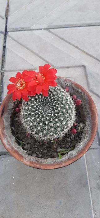 Кактус Ребуция продаётся