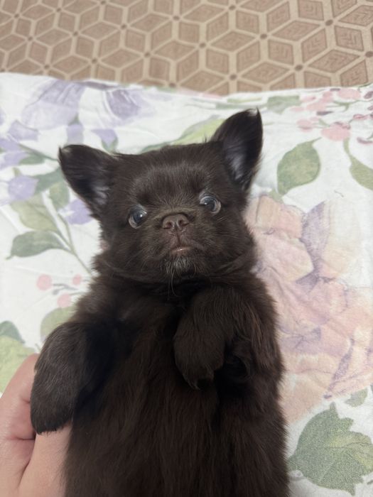 Chihuahua cu par lung