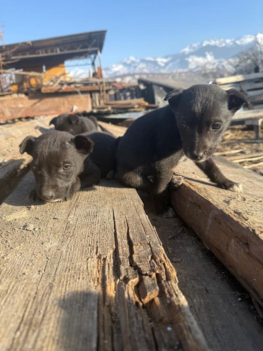 Щенки в добрые руки