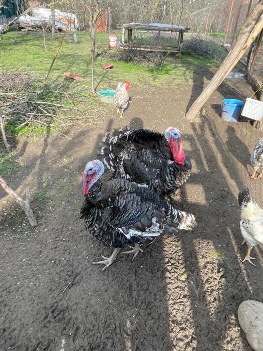 Curcani crescuti in libertate si hraniti cu cereale