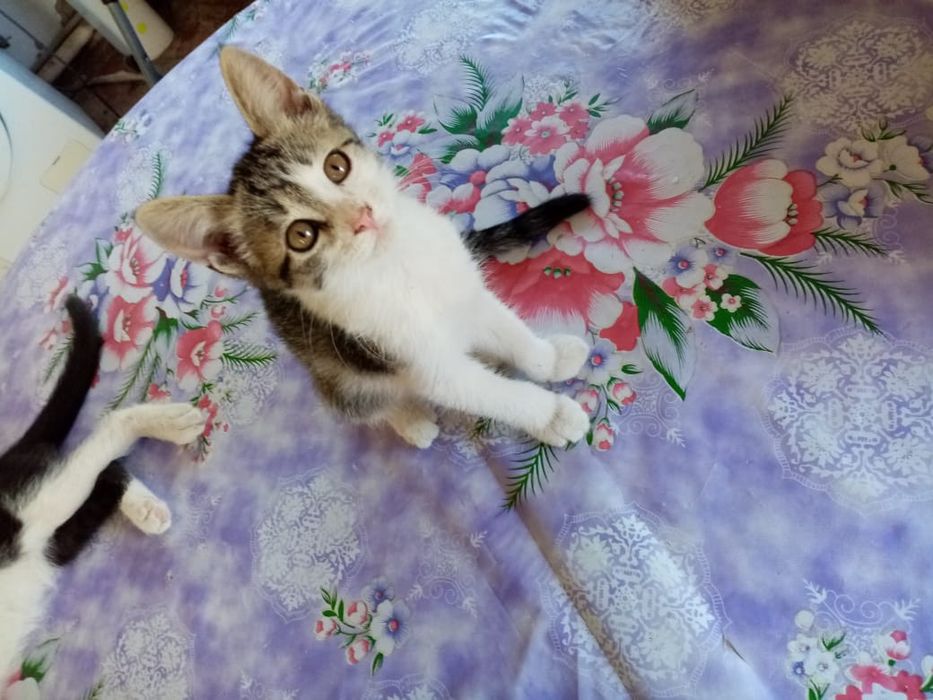 Отдам котят в добрые руки