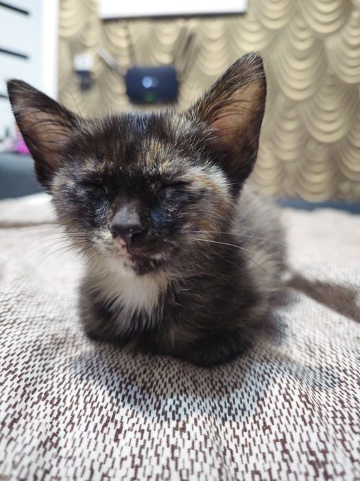 Котёнок бесплатно