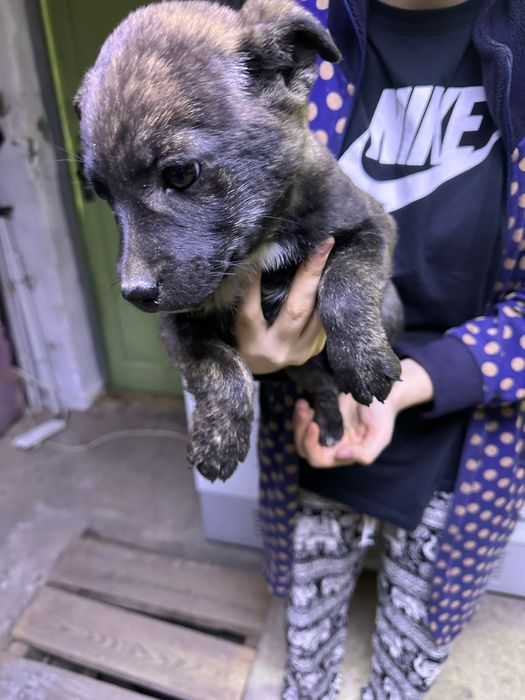 Отдам щенка  хорошие руки