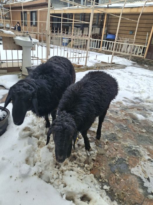 Токтылар и қошкарлар